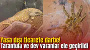 Yasa dışı ticarete darbe! Tarantula ve dev varanlar ele geçirildi