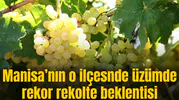 Sarıgöl'de üzümde rekor rekolte beklentisi