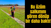 Bu üzüm salkımını gören dönüp bir daha baktı!