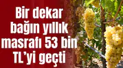 Bir dekar bağın yıllık masrafı 53 bin TL’yi geçti