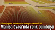 Manisa Ovası’nda renk cümbüşü