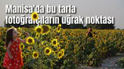 Manisa'da bu tarla fotoğrafçıların uğrak noktası