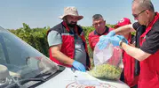 Manisa’da organik üzümde pestisit denetimleri sürüyor