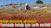 Antepli tüccarların gözdesiydi: Yuntdağı fıstığı için tarih verildi!