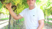 Manisa'da ihraç edilemeyen üzümler bakın nasıl değerlendirilecek