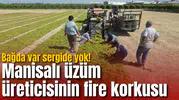 Bağda var sergide yok! Manisalı üzüm üreticisinin fire korkusu