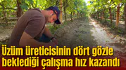 Üzüm üreticisinin dört gözle beklediği çalışma hız kazandı