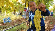 Sarıgöl'de üzümde rekor rekolte beklentisi