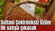 Sultani Çekirdeksiz Üzümde ilk hasat heyecanı başlıyor