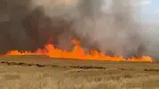 Yangında buğday tarlası zarar gördü