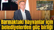 Barınaktaki hayvanlar için belediyelerden güç birliği