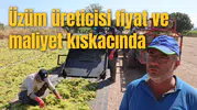 Üzüm üreticisi fiyat ve maliyet kıskacında