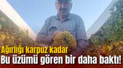 Bu üzümü gören bir daha baktı! Ağırlığı karpuz kadar