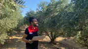 Manisa'da zeytin ve zeytinyağı rekoltesi için saha çalışmaları başladı