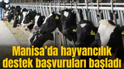 Manisa’da hayvancılık destek başvuruları başladı