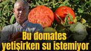 Bu domates yetişirken su istemiyor