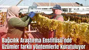 Manisa Bağcılık Araştırma Enstitüsü Müdürlüğünde üzümler farklı yöntemlerle kurutuluyor