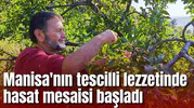 Manisa'nın tescilli lezzetinde hasat mesaisi başladı