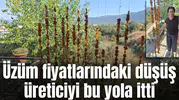 Üzüm para etmedi: Üretici bu yöne kaydı