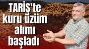 TARİŞ'te kuru üzüm alımı başladı