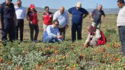 Kaymakam Özcan domates ve üzümü yerinde inceledi