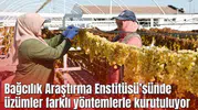 Manisa Bağcılık Araştırma Enstitüsü Müdürlüğünde üzümler farklı yöntemlerle kurutuluyor