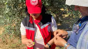 Manisalı zeytin üreticilerine "zeytin sineği" uyarısı
