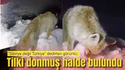 “Sibirya değil Türkiye” dedirten görüntü: Tilki donmuş halde bulundu