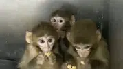 3 makak maymunu koruma altına alındı