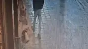 Uyuyan köpek, kendisine tekme atan adamı ısırdı