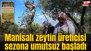 Manisalı zeytin üreticisi sezona umutsuz başladı