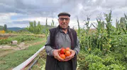 Dededen kalan domates tohumu 3 nesildir yaşatılıyor