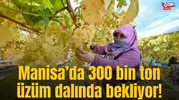Manisa’da 300 bin ton üzüm dalında bekliyor!