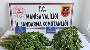 Manisa’da uyuşturucuya darbe: Kenevir ve binlerce hap ele geçirildi