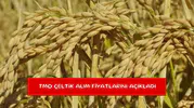 TMO çeltik alım fiyatlarını açıkladı