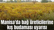 Manisa'da bağ üreticilerine kış budaması uyarısı