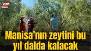 Manisa’nın zeytini bu yıl dalda kalacak