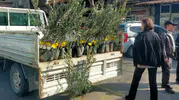 Kırkağaç Ziraat Odası 2500 adet zeytin fidanı dağıttı