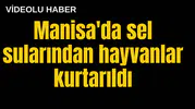 Manisa'da sel sularından hayvanlar kurtarıldı