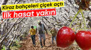 Kirazın başkenti Manisa’da sezon umut veriyor