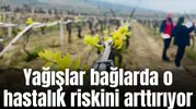 Yağışlar bağlarda o hastalık riskini arttırıyor