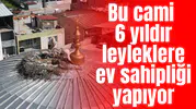 Bu cami 6 yıldır leyleklere ev sahipliği yapıyor