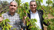 Başkan Şimşek kiraz üreticileriyle bir araya geldi