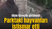 Böyle iğrençlik görülmedi! Parktaki hayvanları istismar etti