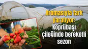 Aromasıyla fark yaratıyor: Köprübaşı çileğinde bereketli sezon