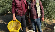 Başkan Öküzcüoğlu zeytin hasadına yardım etti