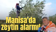 Manisa'da zeytin alarmı!