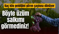 Böyle üzüm salkımı görmediniz!