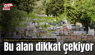 Manisa'nın orman hazinesi açıklandı: Bu alan dikkat çekiyor