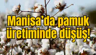 Manisa’da pamuk üretiminde düşüş